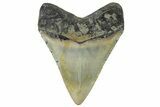 Serrated, Fossil Megalodon Tooth - North Carolina #298889-1